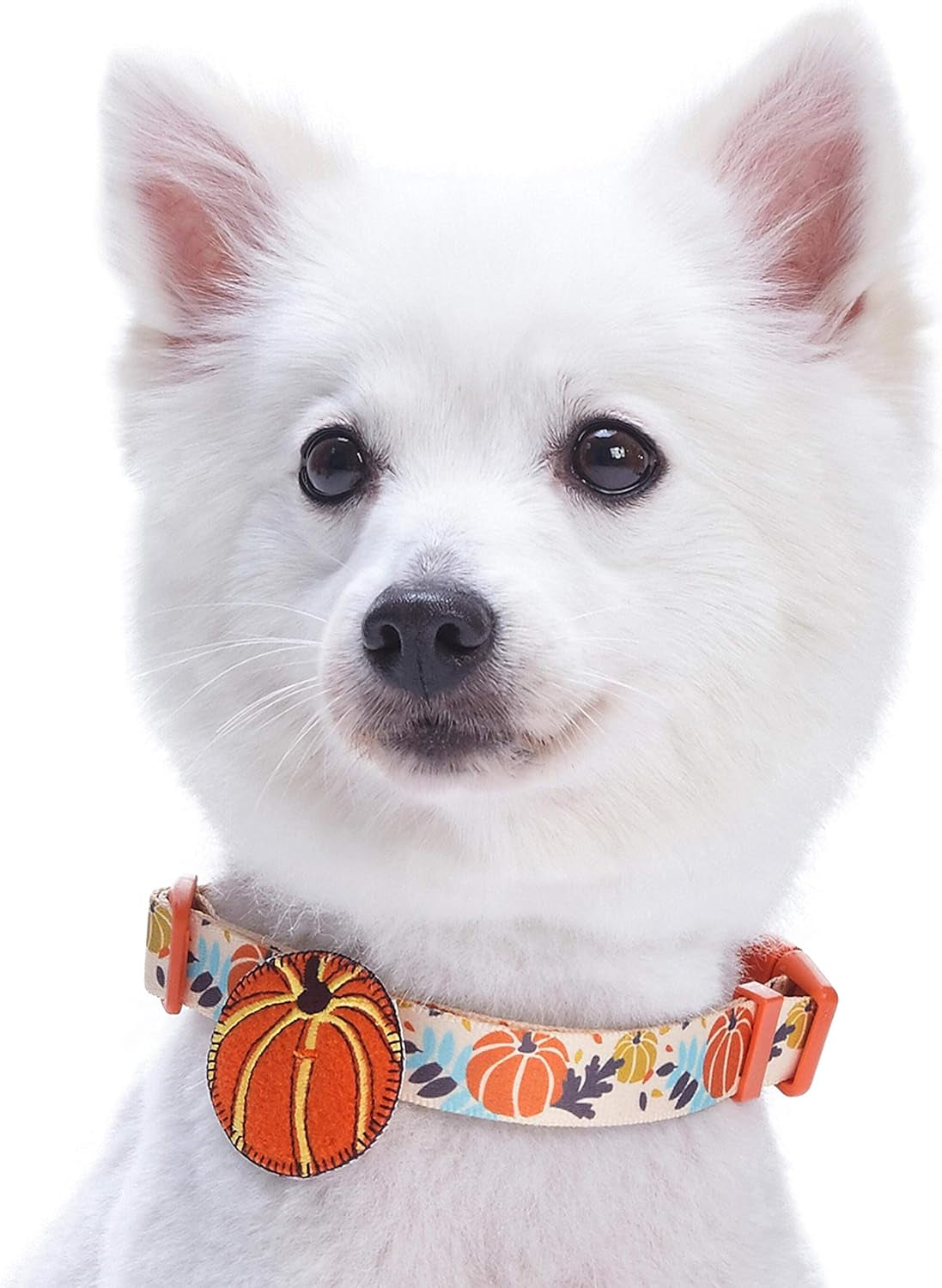 Thanksgiving Pumpkin Dog Collar - Adjustable Fall Collar for Small to Medium Dogs, Ideal for Holiday Photos and Festive Celebrations