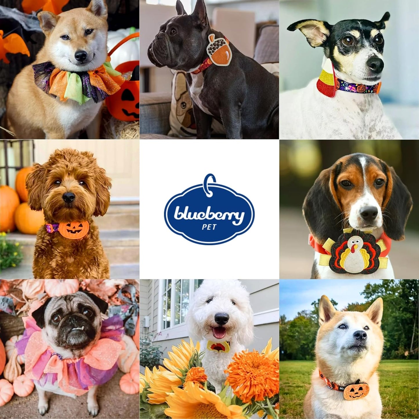 Thanksgiving Pumpkin Dog Collar - Adjustable Fall Collar for Small to Medium Dogs, Ideal for Holiday Photos and Festive Celebrations