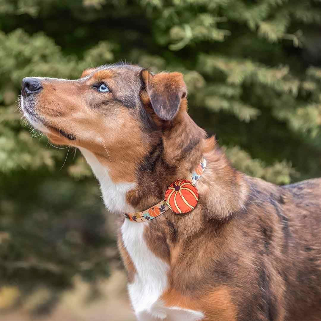 Thanksgiving Pumpkin Dog Collar - Adjustable Fall Collar for Small to Medium Dogs, Ideal for Holiday Photos and Festive Celebrations
