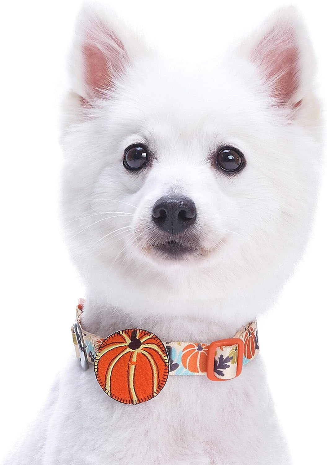 Thanksgiving Pumpkin Dog Collar - Adjustable Fall Collar for Small to Medium Dogs, Ideal for Holiday Photos and Festive Celebrations