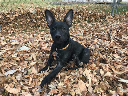 Spooktacular Large Halloween Dog Collar - Fun Bats Design!