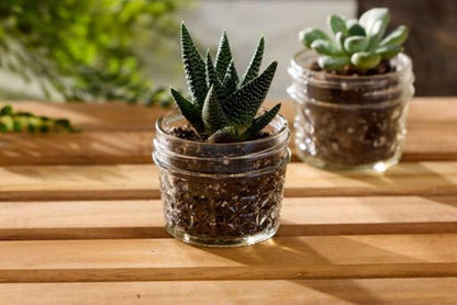 Mason 4Oz Quilted Jelly Jars with Lids and Bands, Set of 12